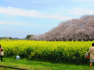 桜舞い散る･･･♪